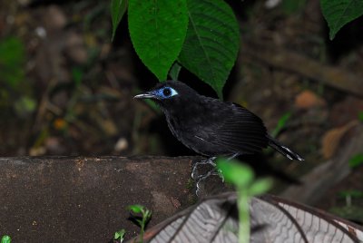 Immaculate Antbird Male 2