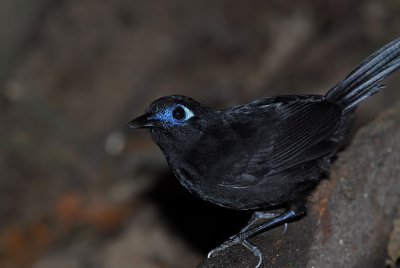 Immaculate Antbird Male 3