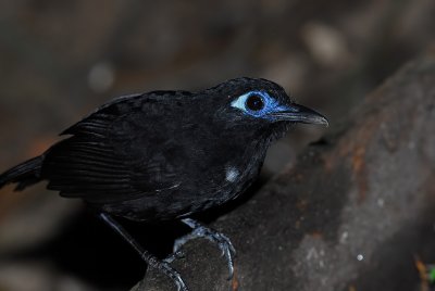Immaculate Antbird Male 4