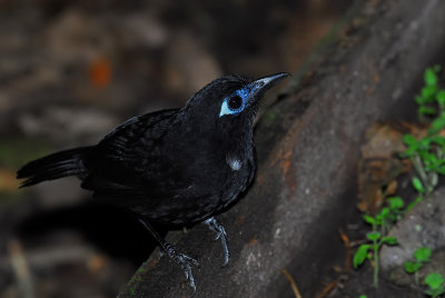 Immaculate Antbird Male 5