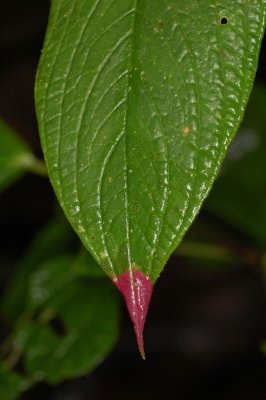 Pink Drip-tip Leaf