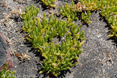 Ice plant