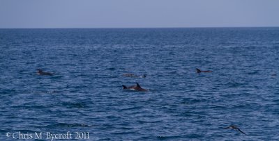 Pilot Whales