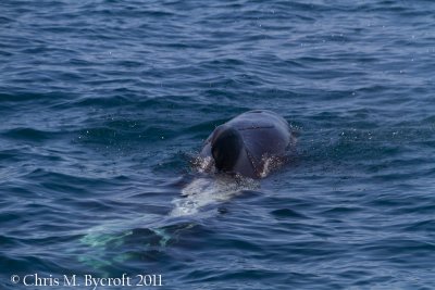 Pilot whales