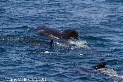 Pilot whales