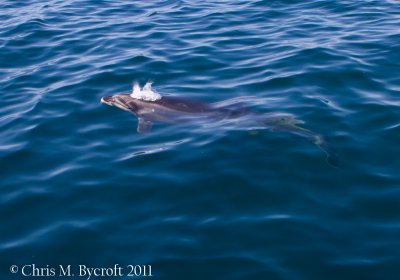 Dolphin