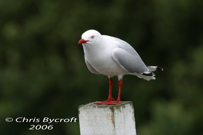 Red-billed gull, Lake Rotorua