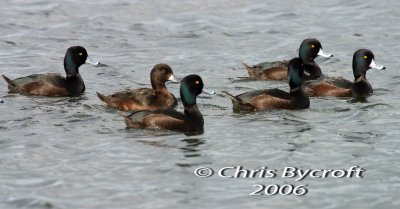 A group of papango, New Zealand scaup