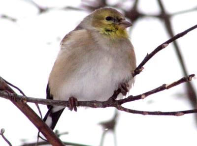 #2  Chardonneret jaune / American Goldfinch