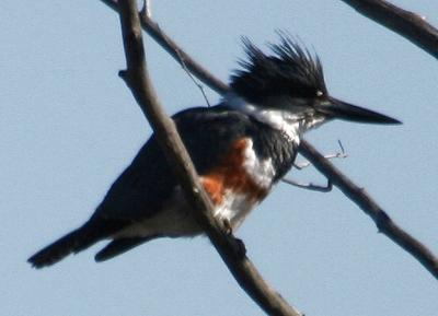 #43   Belted Kingfisher