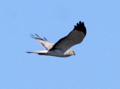 #97   Northern Harrier