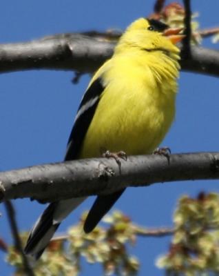 #123   American Goldfinch