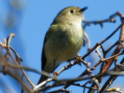 Ruby-crowned Kinglet