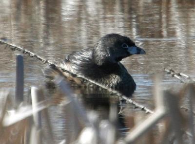Pied-billed Grebe