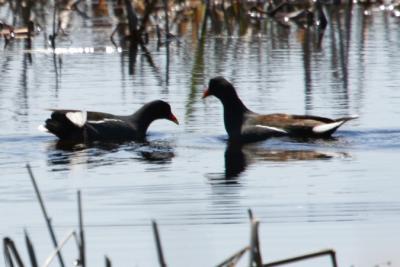 Common Moorhens