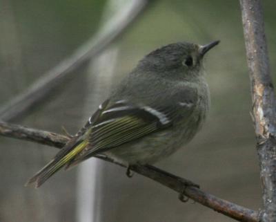 Ruby-crowned Kinglet