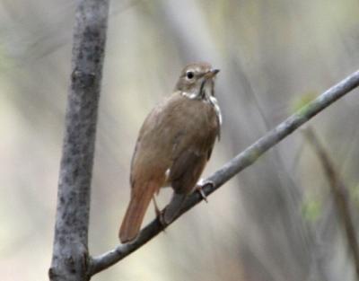 Hermit Thrush