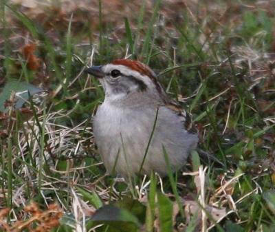 #72   Chipping Sparrow