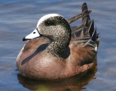 #58   Canard d'Amrique / American Wigeon