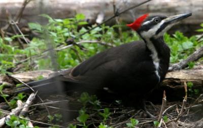 Pileated Woodpecker (female) / Grand Pic (femelle)
