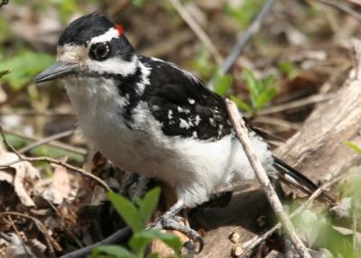 #7   Hairy Woodpecker / Pic chevelu