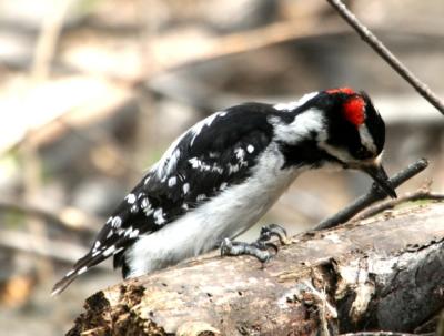 Hairy Woodpecker