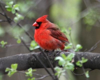 Northern Cardinal