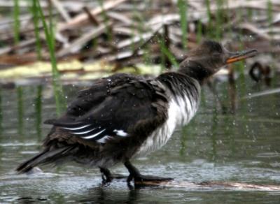 Hooded Merganser (female)