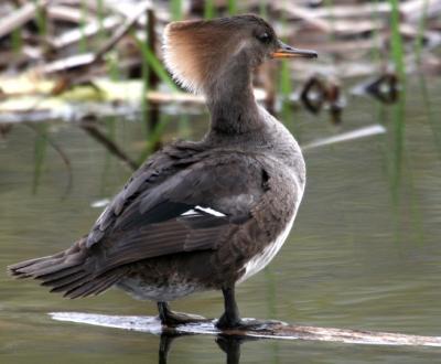 Hooded Merganser (female) / Harle couronn (femelle)