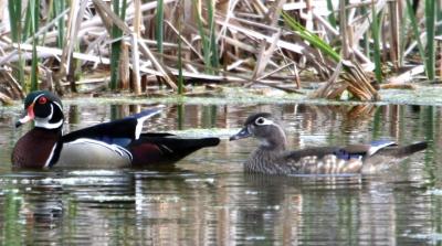 Wood Ducks