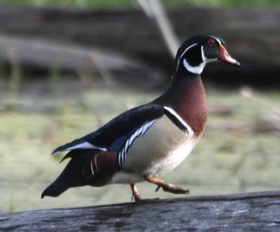 Wood Duck