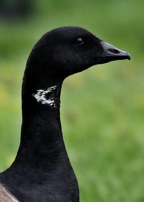 #120   Brant Goose / Bernache cravant