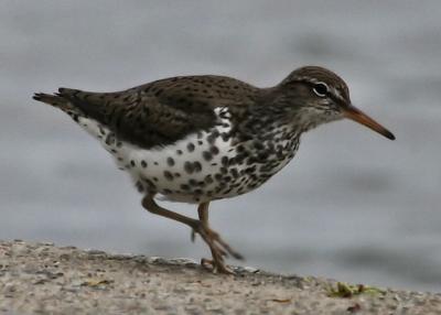 #119   Spotted Sandpiper / Chevalier grivel