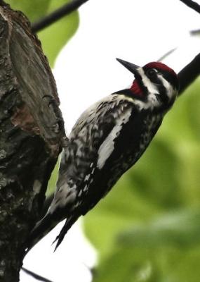 #78   Yellow-bellied Sapsucker / Pic macul