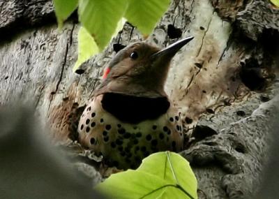 Northern Flicker in nest hole / Pic flamboyante