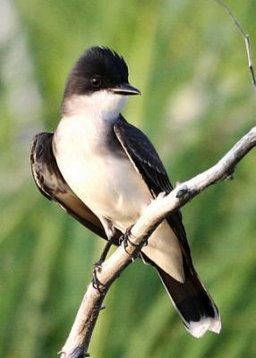 Eastern Kingbird / Tyran tritri