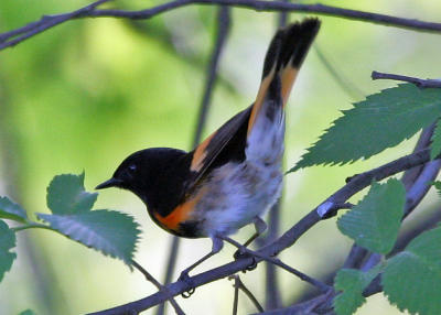 American Redstart / Paruline flamboyante