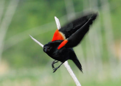#25   Red-winged Blackbird / Carouge  paulettes