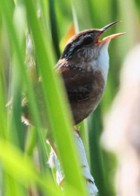 #126   Marsh Wren / Troglodyte des marais