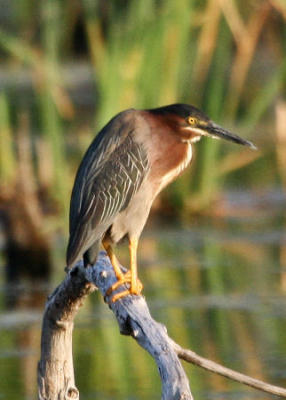 Green Heron / Hron vert