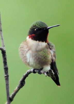 #116   Ruby-throated Hummingbird / Colibri  gorge rubis