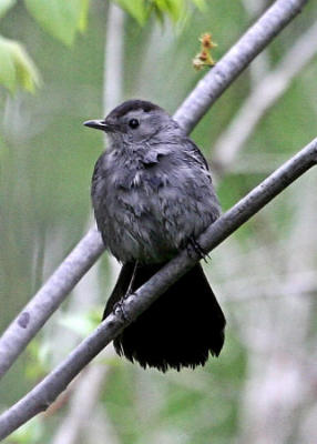#102   Gray Catbird / Moqueur chat