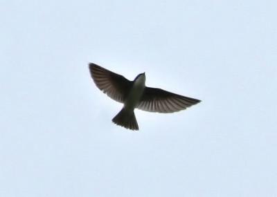Tree Swallow / Hirondelle bicolore