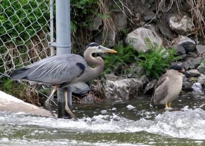 Herons fighting / Combat de hrons