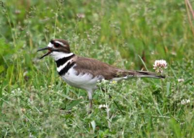 Kildeer / Pluvier Kildir