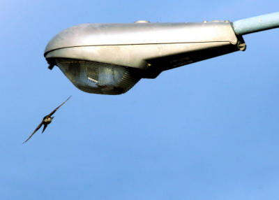 Bank Swallow / Hirondelle de rivage