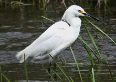 Snowy Egret / Aigrette neigeuse