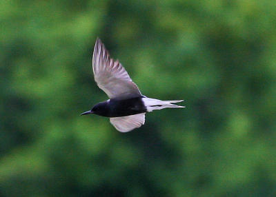 Black Tern / Guifette noir