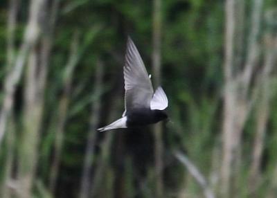#84   Black Tern / Guifette noir