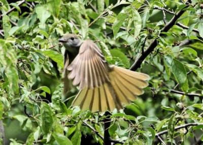 Crested Flycatcher / Tyran hupp